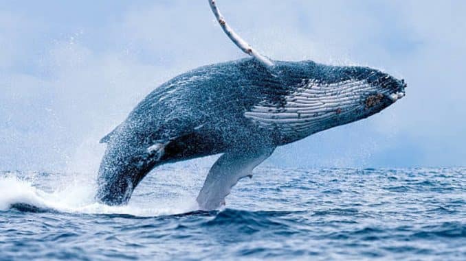 巨鲸在这波上涨行情中持续买入哪些加密代币？
